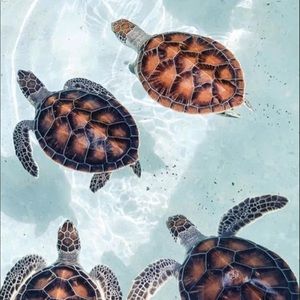 Meet your Posher, Bella